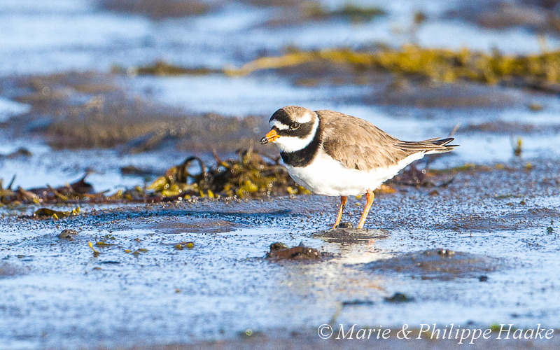 Grand gravelot 6506.jpg - Grand gravelot, Charadrius hiaticula, Common Ringed Plover (Norvège, juin 2012)
